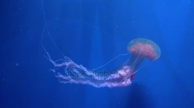 Şaşırtıcı ve güzel parlak deniz jellyfishes, ultra hd 4k, gerçek zamanlı