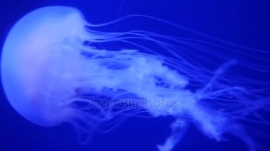 Şaşırtıcı ve güzel parlak deniz jellyfishes, ultra hd 4k, gerçek zamanlı