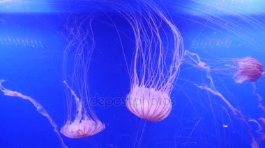 Şaşırtıcı ve güzel parlak deniz jellyfishes, ultra hd 4k, gerçek zamanlı