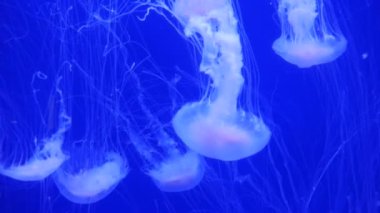 Şaşırtıcı ve güzel parlak deniz jellyfishes, ultra hd 4k, gerçek zamanlı