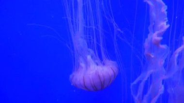 Şaşırtıcı ve güzel parlak deniz jellyfishes, ultra hd 4k, gerçek zamanlı