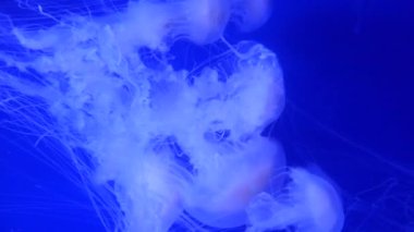 Şaşırtıcı ve güzel parlak deniz jellyfishes, ultra hd 4k, gerçek zamanlı