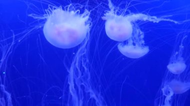 Şaşırtıcı ve güzel parlak deniz jellyfishes, ultra hd 4k, gerçek zamanlı