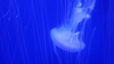 Şaşırtıcı ve güzel parlak deniz jellyfishes, ultra hd 4k, gerçek zamanlı