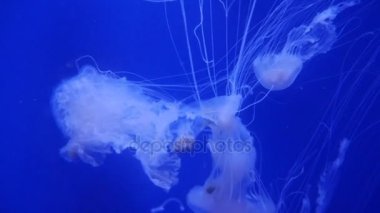 Şaşırtıcı ve güzel parlak deniz jellyfishes, ultra hd 4k, gerçek zamanlı