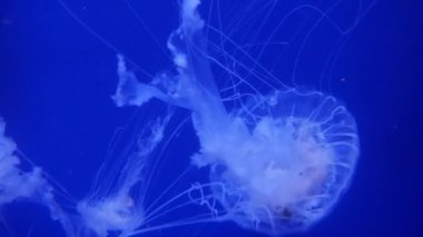 Şaşırtıcı ve güzel parlak deniz jellyfishes, ultra hd 4k, gerçek zamanlı