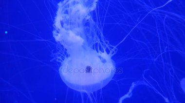 Şaşırtıcı ve güzel parlak deniz jellyfishes, ultra hd 4k, gerçek zamanlı