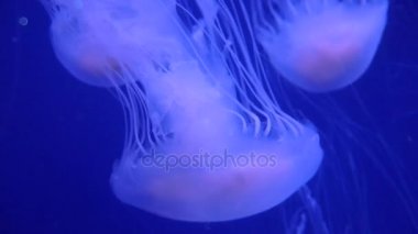 Şaşırtıcı ve güzel parlak deniz jellyfishes, ultra hd 4k, gerçek zamanlı
