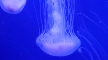 Şaşırtıcı ve güzel parlak deniz jellyfishes, ultra hd 4k, gerçek zamanlı