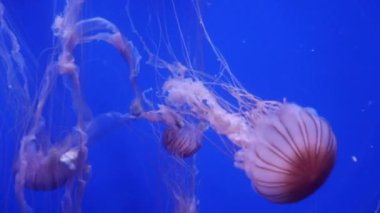 Şaşırtıcı ve güzel parlak deniz jellyfishes, ultra hd 4k, gerçek zamanlı