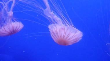 Şaşırtıcı ve güzel parlak deniz jellyfishes, ultra hd 4k, gerçek zamanlı