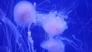 Şaşırtıcı ve güzel parlak deniz jellyfishes, ultra hd 4k, gerçek zamanlı