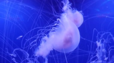 Şaşırtıcı ve güzel parlak deniz jellyfishes, ultra hd 4k, gerçek zamanlı