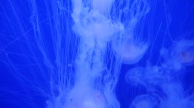 Şaşırtıcı ve güzel parlak deniz jellyfishes, ultra hd 4k, gerçek zamanlı