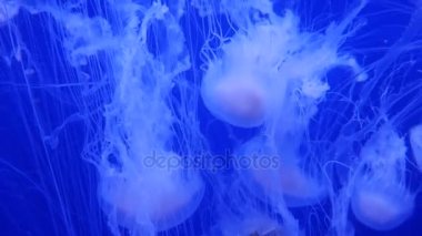 Şaşırtıcı ve güzel parlak deniz jellyfishes, ultra hd 4k, gerçek zamanlı
