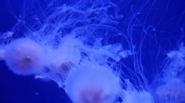 Şaşırtıcı ve güzel parlak deniz jellyfishes, ultra hd 4k, gerçek zamanlı