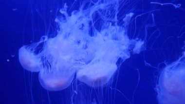 Şaşırtıcı ve güzel parlak deniz jellyfishes, ultra hd 4k, gerçek zamanlı