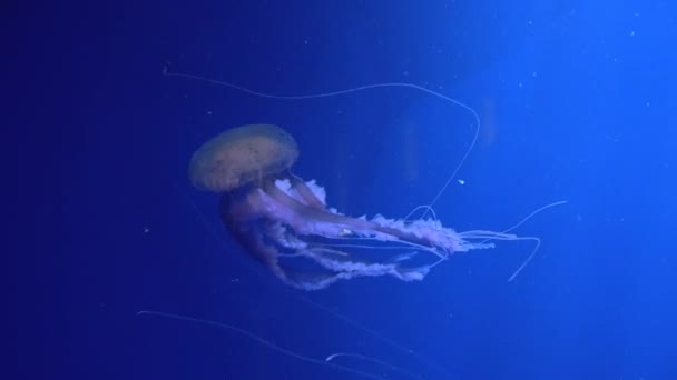 Amazing and Beautiful shiny marine jellyfishes, ultra hd 4k, real time — Stock Video