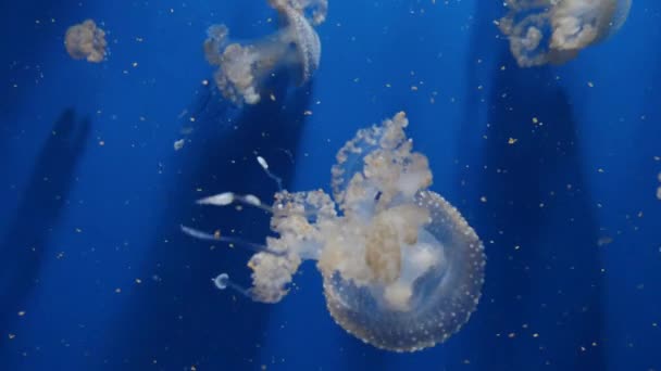 Amazing and Beautiful shiny marine jellyfishes, ultra hd 4k, em tempo real — Vídeo de Stock