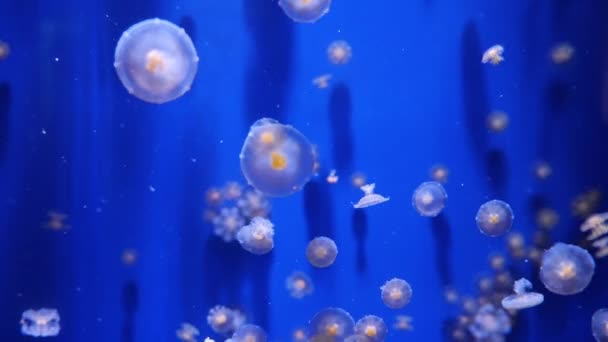 Amazing and Beautiful shiny marine jellyfishes, ultra hd 4k, em tempo real — Vídeo de Stock