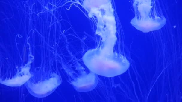 Amazing and Beautiful shiny marine jellyfishes, ultra hd 4k, real time — Stock Video