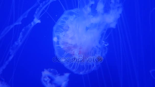 놀라 워 하 고 아름 다운 반짝 해양 해파리, 울트라 hd 4 k, 실시간으로 — 비디오