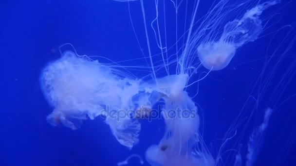 Şaşırtıcı ve güzel parlak deniz jellyfishes, ultra hd 4k, gerçek zamanlı — Stok video