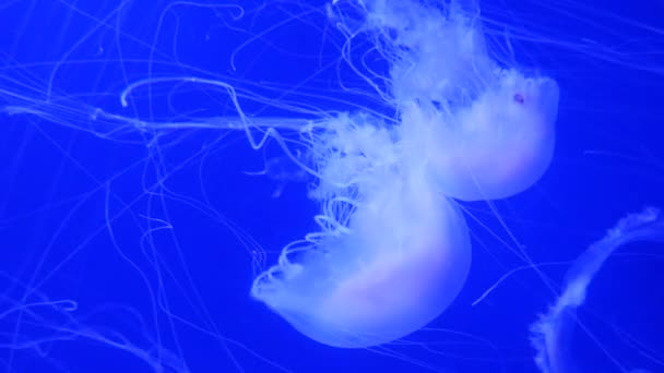 Amazing and Beautiful shiny marine jellyfishes, ultra hd 4k, real time — Stock Video