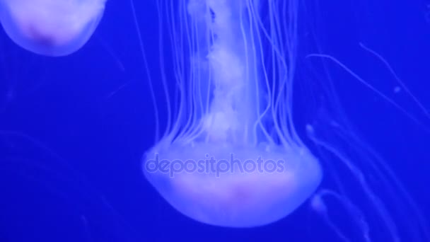 Το εκπληκτικό και όμορφο γυαλιστερό θαλάσσια jellyfishes, ultra hd 4k, σε πραγματικό χρόνο — Αρχείο Βίντεο