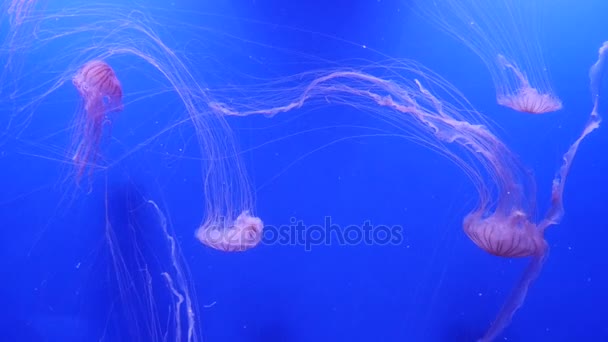 Amazing and Beautiful shiny marine jellyfishes, ultra hd 4k, real time — Stock Video