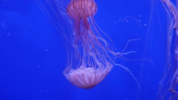 Удивительные и удивительные морские медузы, ультрачеткие, в реальном времени — стоковое видео