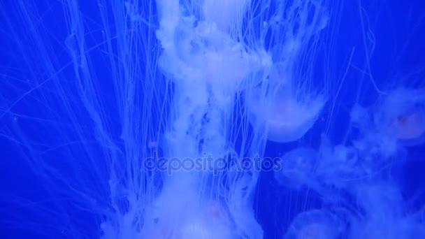 Úžasné a krásné lesklé mořských jellyfishes, ultra hd 4k, reálném čase — Stock video