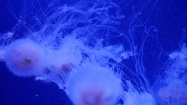 Amazing and Beautiful shiny marine jellyfishes, ultra hd 4k, real time — Stock Video