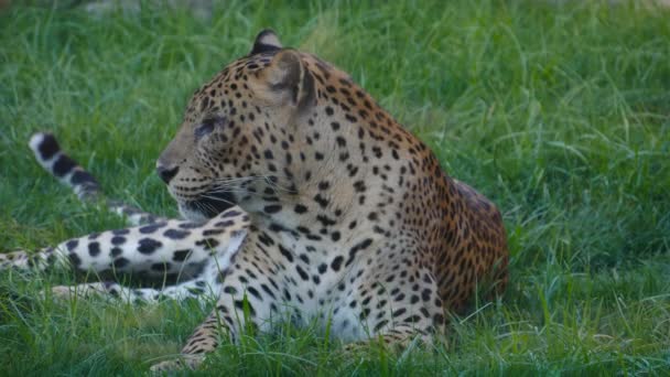 Dangereous exotic cheetah in captivity relaxing in sunshine — Stock Video
