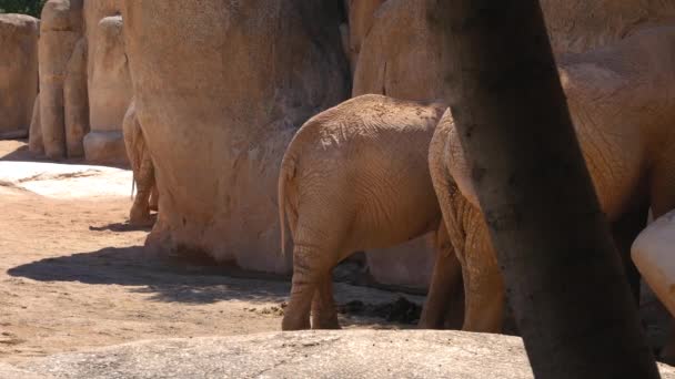 Groupe d'éléphants du désert par une chaude journée d'été, ultra hd 4k, en temps réel — Video