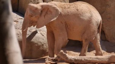 Grup çöl fil bir sıcak yaz günü, ultra hd 4k, gerçek zamanlı