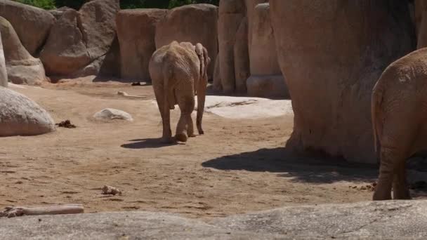 Group of desert elephants on a hot summer day, ultra hd 4k, real time — Stock Video