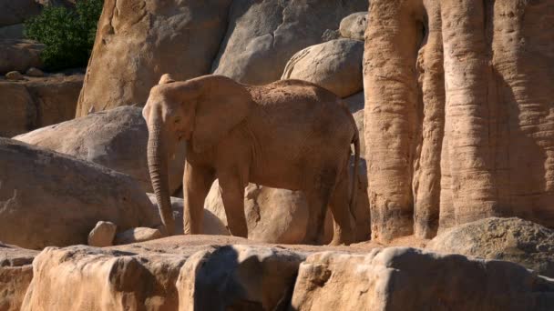 Grupo de elefantes do deserto em um dia quente de verão, ultra hd 4k, em tempo real — Vídeo de Stock