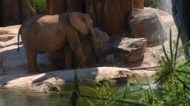 Grup çöl fil bir sıcak yaz günü, ultra hd 4k, gerçek zamanlı