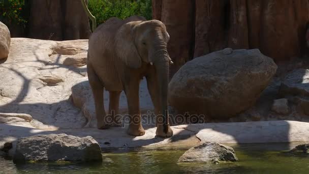 Gruppo di elefanti del deserto in una calda giornata estiva, ultra hd 4k, in tempo reale — Video Stock