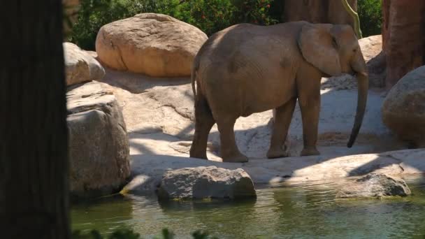 Grupo de elefantes do deserto em um dia quente de verão, ultra hd 4k, em tempo real — Vídeo de Stock