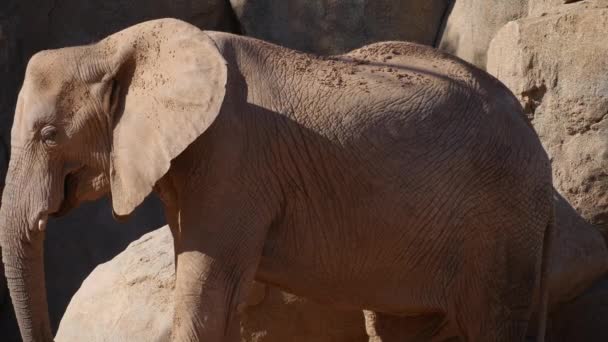 Grupo de elefantes do deserto em um dia quente de verão, ultra hd 4k, em tempo real — Vídeo de Stock