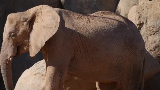 Skupina z pouštní sloni na horký letní den, ultra hd 4k, reálném čase