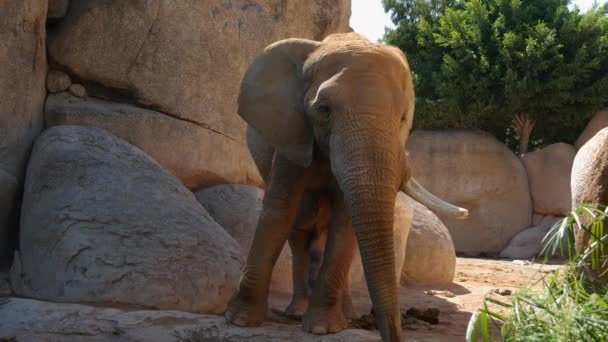 Group of desert elephants on a hot summer day, ultra hd 4k, real time — Stock Video