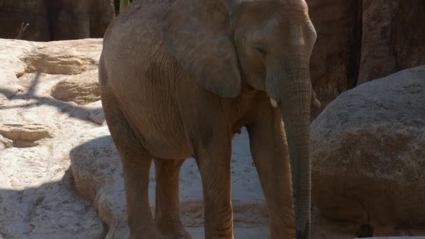Grupo de elefantes del desierto en un día caluroso de verano, ultra hd 4k, en tiempo real — Vídeos de Stock