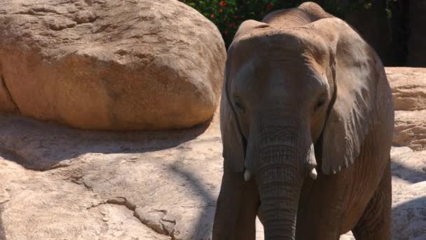 Группа пустынных слонов в жаркий летний день, ультра hd 4k, в реальном времени — стоковое видео
