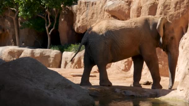 Group of desert elephants on a hot summer day, ultra hd 4k, real time — Stock Video