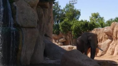 Grup çöl fil bir sıcak yaz günü, ultra hd 4k, gerçek zamanlı