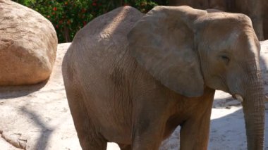 Grup çöl fil bir sıcak yaz günü, ultra hd 4k, gerçek zamanlı