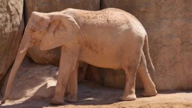 Grup çöl fil bir sıcak yaz günü, ultra hd 4k, gerçek zamanlı